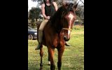 Sold  on HorseYard.com.au (thumbnail)