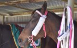 beautiful bay thoroughbred mare on HorseYard.com.au (thumbnail)