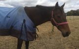 beautiful bay thoroughbred mare on HorseYard.com.au (thumbnail)