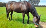 beautiful bay thoroughbred mare on HorseYard.com.au (thumbnail)