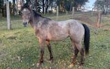 Palouse Mare  on HorseYard.com.au (thumbnail)