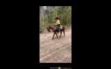 Buddy  on HorseYard.com.au (thumbnail)