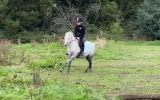 Dapple grey riding pony  on HorseYard.com.au (thumbnail)