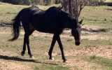Urgent rehoming needed  on HorseYard.com.au (thumbnail)