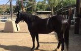 Flash Jump Friesian Horse on HorseYard.com.au (thumbnail)