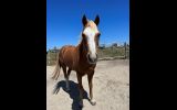 Welsh B Pony on HorseYard.com.au (thumbnail)