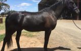 Blackie needs a home on HorseYard.com.au (thumbnail)