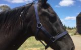 Blackie needs a home on HorseYard.com.au (thumbnail)