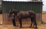 Pacer Jilda on HorseYard.com.au (thumbnail)