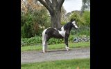 Miniature Horse Colt AMHA/MHAA on HorseYard.com.au (thumbnail)