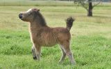 Miniature Horse Colt on HorseYard.com.au (thumbnail)