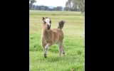 Miniature Horse Colt on HorseYard.com.au (thumbnail)