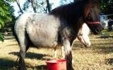 mini mare shetland blue roan mare on HorseYard.com.au (thumbnail)