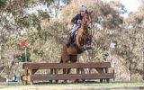 Flashy chestnut gelding  on HorseYard.com.au (thumbnail)
