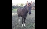 Stunning Mule on HorseYard.com.au (thumbnail)