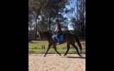 Life's a Breeze! on HorseYard.com.au (thumbnail)