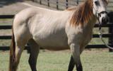 Buckskin Filly on HorseYard.com.au (thumbnail)