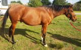 TB Gelding Approx 16.2HH on HorseYard.com.au (thumbnail)