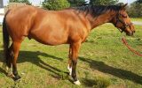 TB Gelding Approx 16.2HH on HorseYard.com.au (thumbnail)