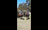Best horse ever on HorseYard.com.au (thumbnail)