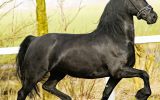 Attractive Ster stallion on HorseYard.com.au (thumbnail)