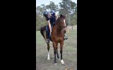 “BOOTS” newcomer OTT hunter on HorseYard.com.au (thumbnail)