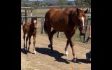 Stunning 2012 Broodmare on HorseYard.com.au (thumbnail)