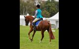 Show/dressage hack  on HorseYard.com.au (thumbnail)