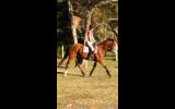 Lovely 16yo TB mare for sale on HorseYard.com.au (thumbnail)