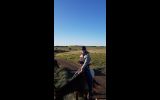 Pepper- Appaloosa teen's mount on HorseYard.com.au (thumbnail)