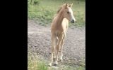 Buckskin roan QH colt on HorseYard.com.au (thumbnail)