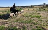 Super Quiet Little Mare on HorseYard.com.au (thumbnail)