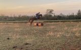 Perfect teenagers project eventer  on HorseYard.com.au (thumbnail)