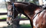 Sanlirra Hula Girl on HorseYard.com.au (thumbnail)