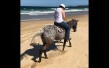 15hh Appy Mare 18yo on HorseYard.com.au (thumbnail)