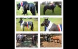 Miniature Horses on HorseYard.com.au (thumbnail)