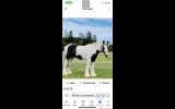 Pured Bred Gyspy Cob Reduce To Sell  on HorseYard.com.au (thumbnail)