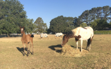 Gorgeous mare and filly foal on HorseYard.com.au (thumbnail)