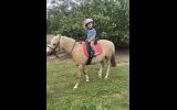 Pony Palomino Gelding  on HorseYard.com.au (thumbnail)