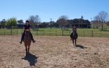 Charlie OTTB on HorseYard.com.au (thumbnail)