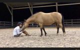 Beautiful Buckskin Pony on HorseYard.com.au (thumbnail)