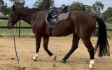 Warmblood Gelding on HorseYard.com.au (thumbnail)