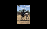 Beautiful Purebred Arabian For Sale on HorseYard.com.au (thumbnail)