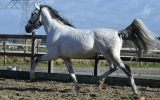 Apto approved PRE Stallion – ZZ light+9 winning points on HorseYard.com.au (thumbnail)