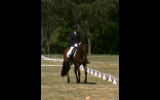 Warmblood x Thoroughbred Mare Bay on HorseYard.com.au (thumbnail)