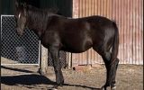Stunning Black Anglo MAre on HorseYard.com.au (thumbnail)