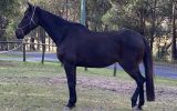 Stock Horse Gelding  on HorseYard.com.au (thumbnail)