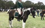 Talented Jumper  on HorseYard.com.au (thumbnail)