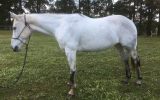 QH x Mare  on HorseYard.com.au (thumbnail)