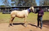 QH Gelding  on HorseYard.com.au (thumbnail)